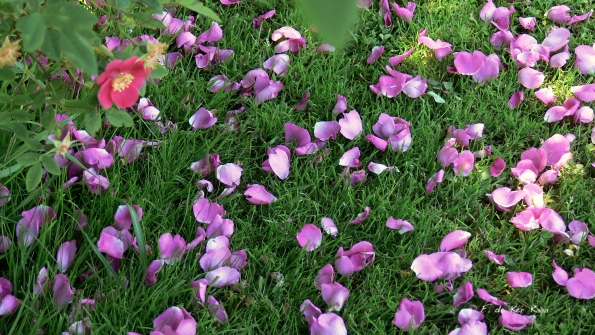 Bois des Moutiers (99) Juin 2012